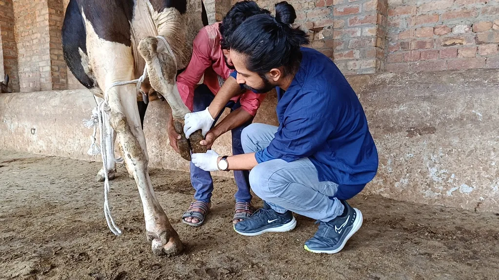 A Holstein Friesian cow's hoof being examined for FMD at a dairy farm by Dr. Ahmad Ali Ch.