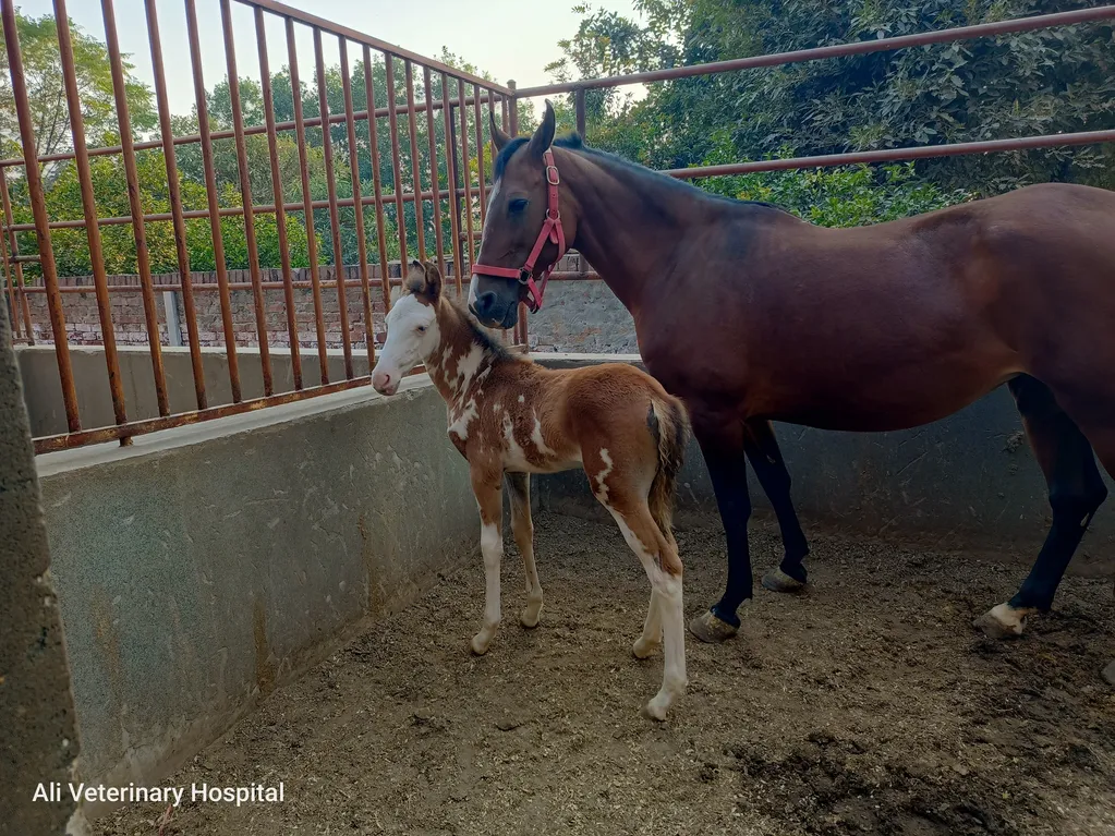 A foal and his mother horse chilling in the stable.