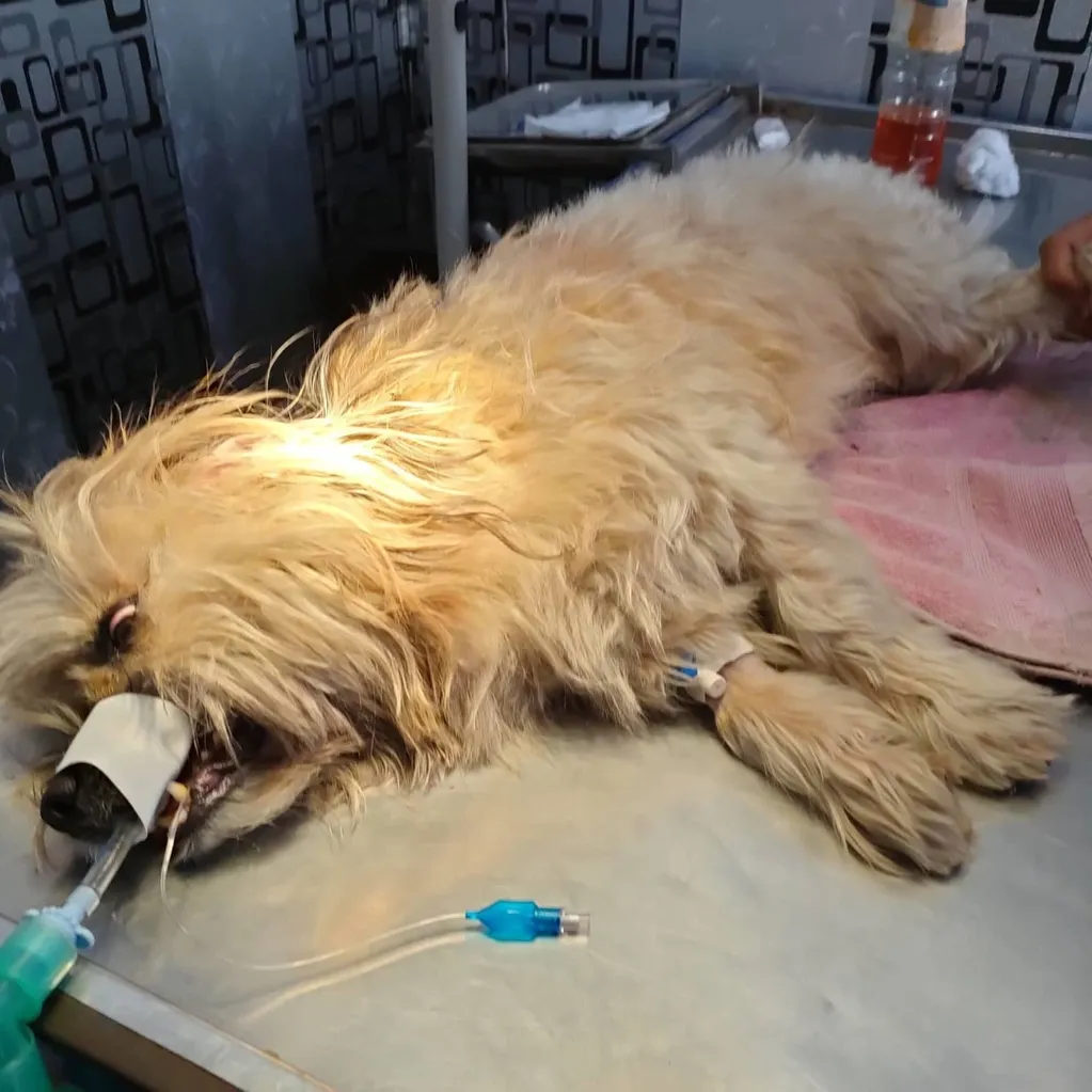 pre op picture of a poodle mix presented for neutering.