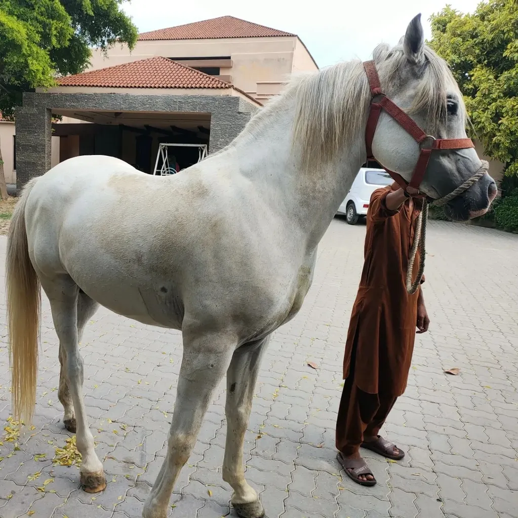 Beautiful Arabian horse posing for a picture.