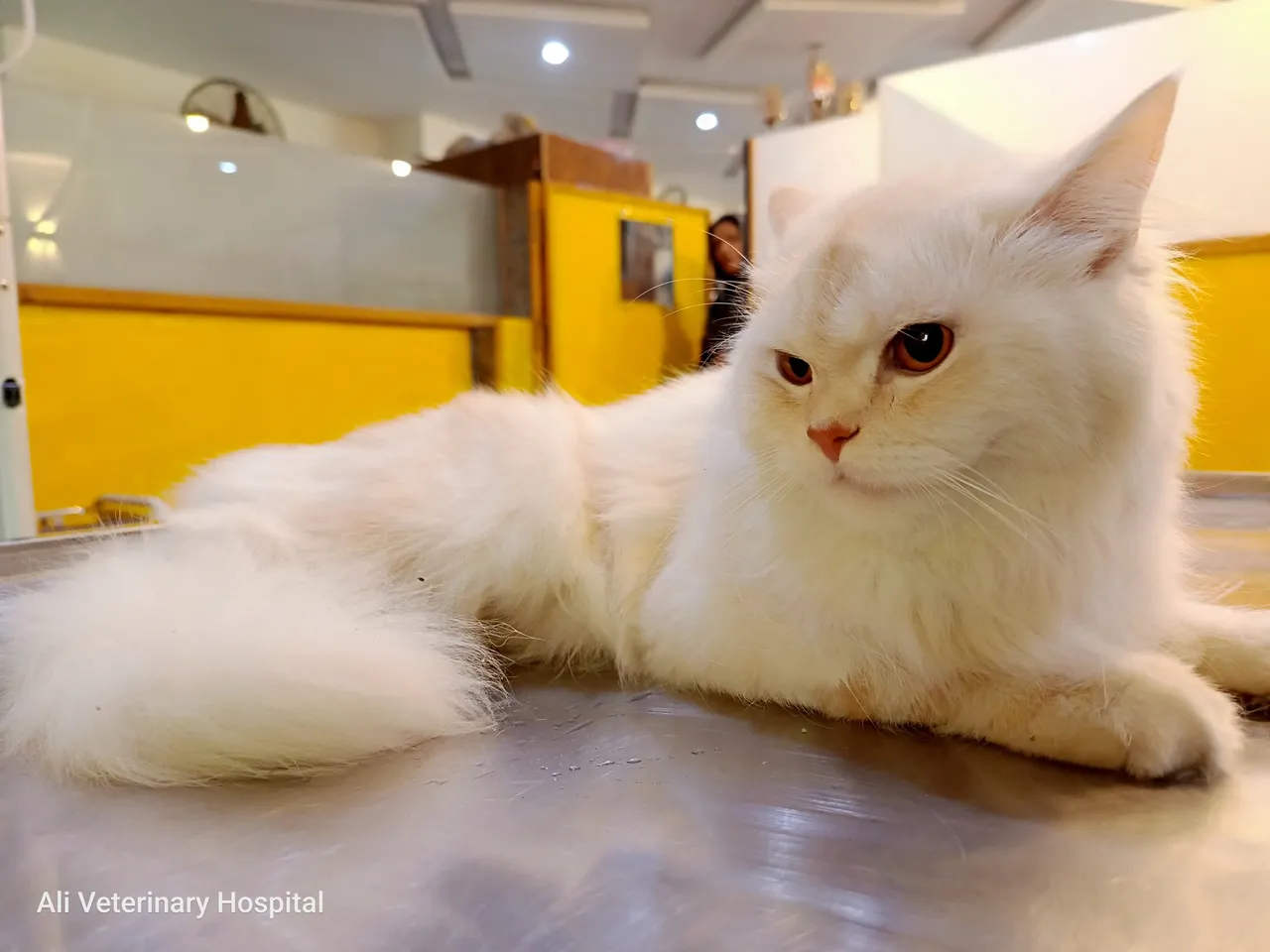 A persian cat waiting for general checkup in the examination room at our Bahria town branch.