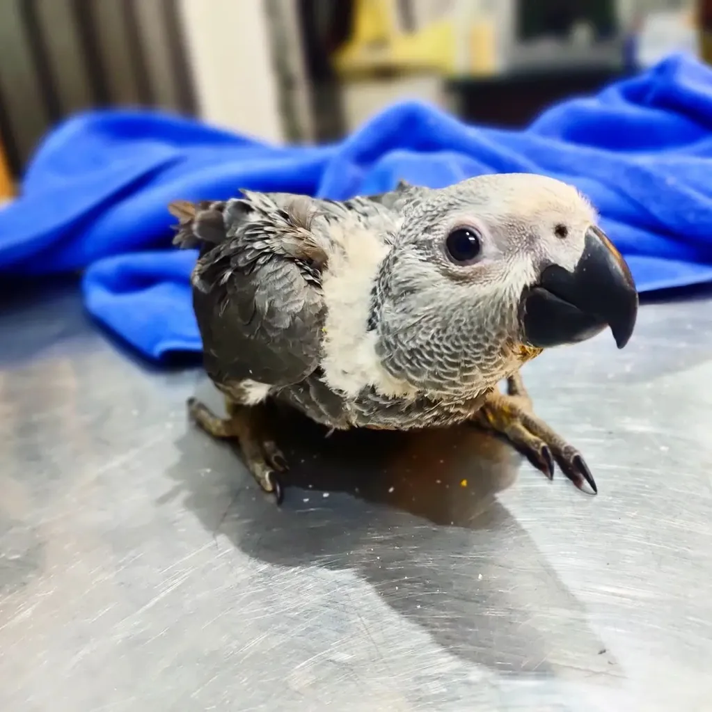 African grey parrot presented with mild cold.