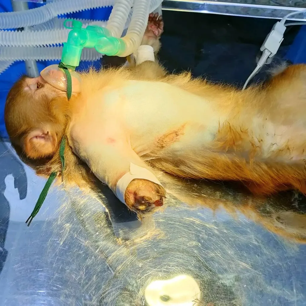pre op picture of anesthetized monkey presented with gangrenous arm.