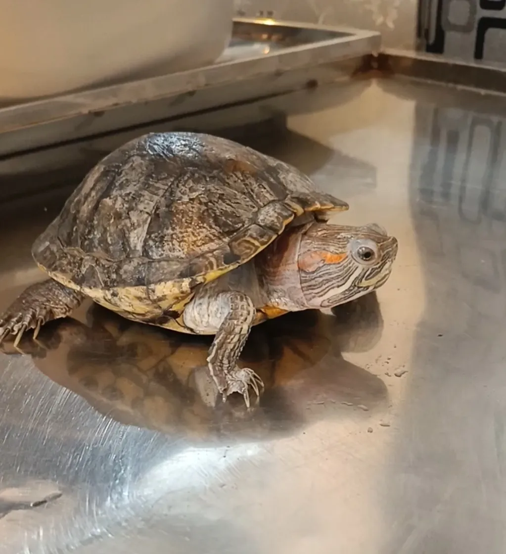 A beautiful little turtle suffering from a cold