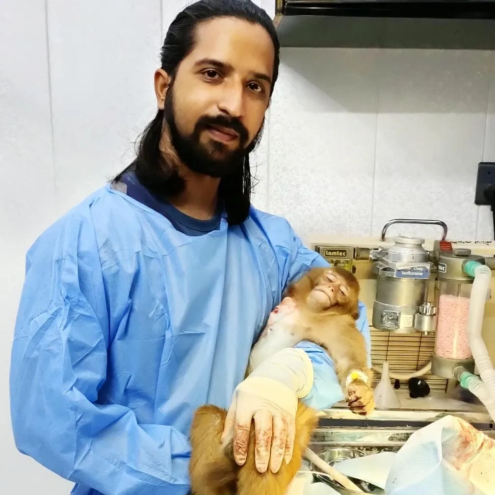 post op picture of a monkey after amputation of gangrenous arm.