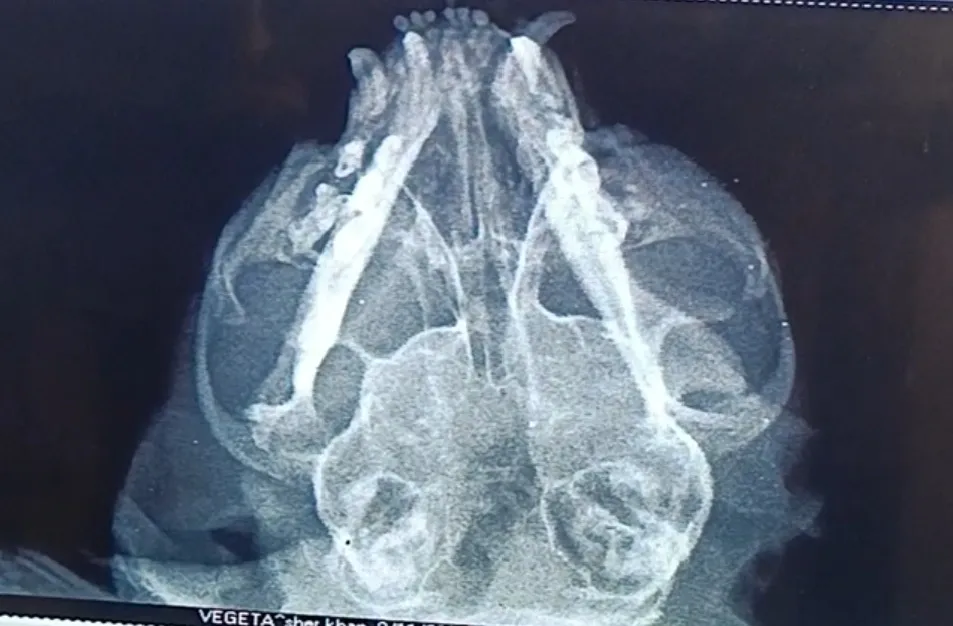 X ray image of a rescue cat with multiple fractures in the jaw.