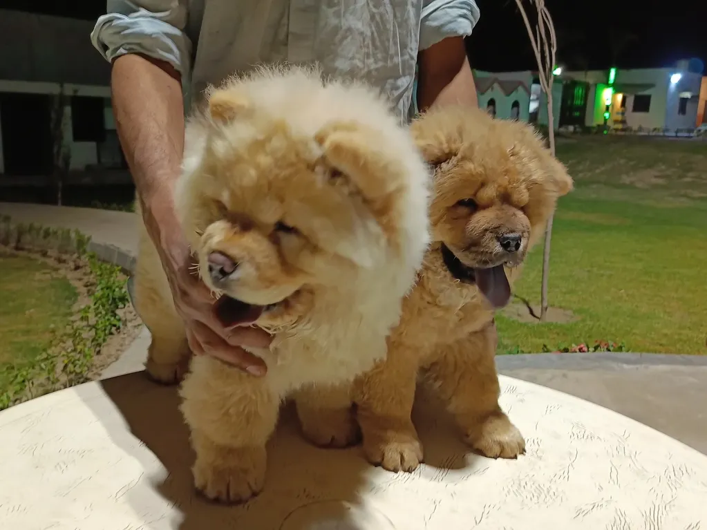 Chow Chow puppies being examined for fitness during a farm visit.