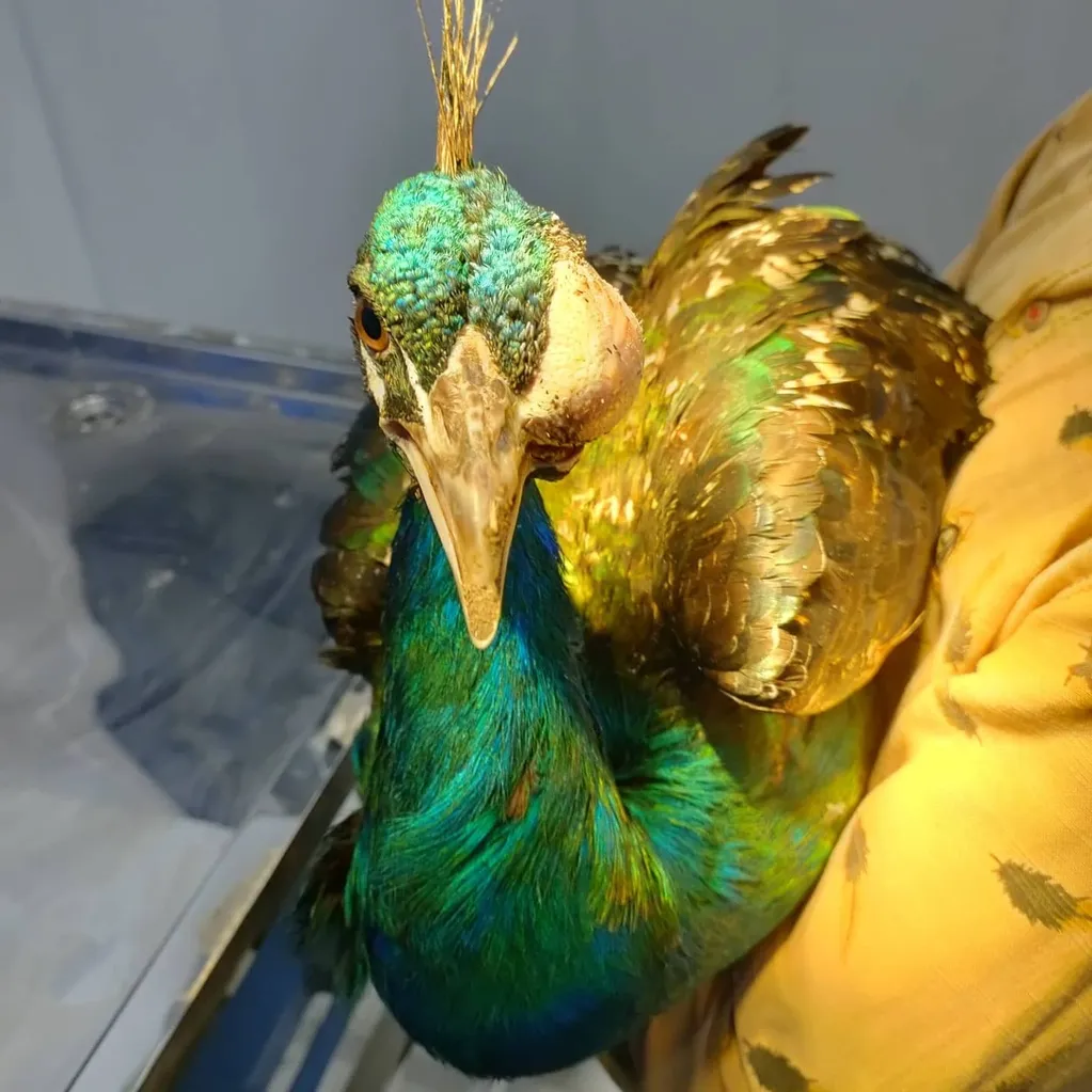 peacock with swollen eye due to infectious coryza.