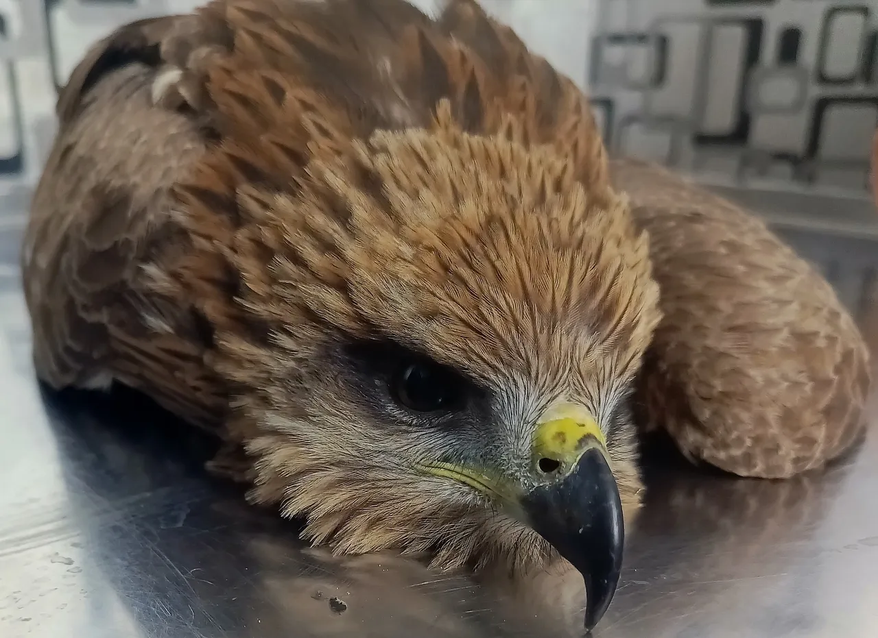 A rescued baby kite that got electrocuted and fractured its wing