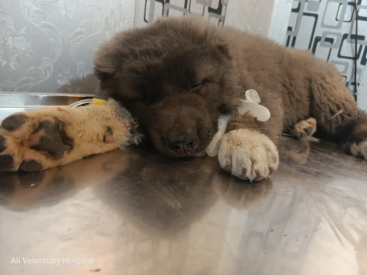A brown alabai puppy suffering from hyperthermia/heat stroke, getting IV and other urgent care.