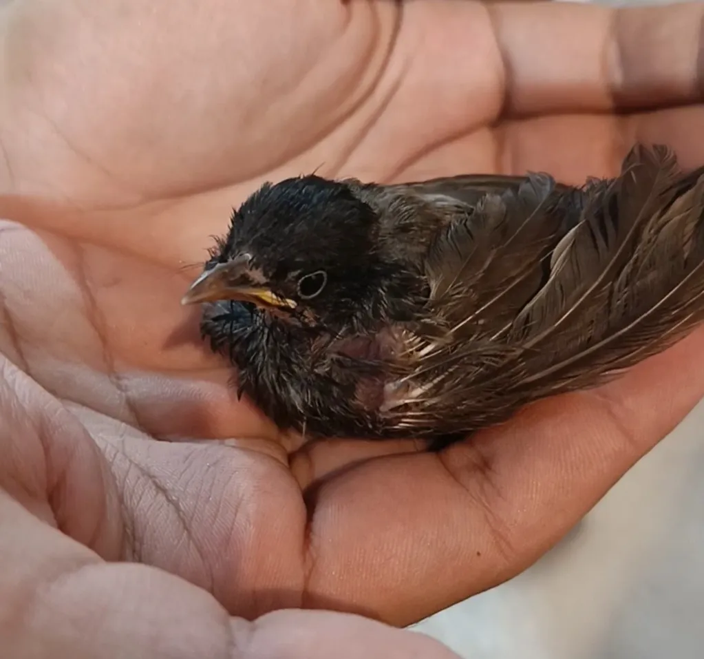 A rescued sparrow after falling from the nest.