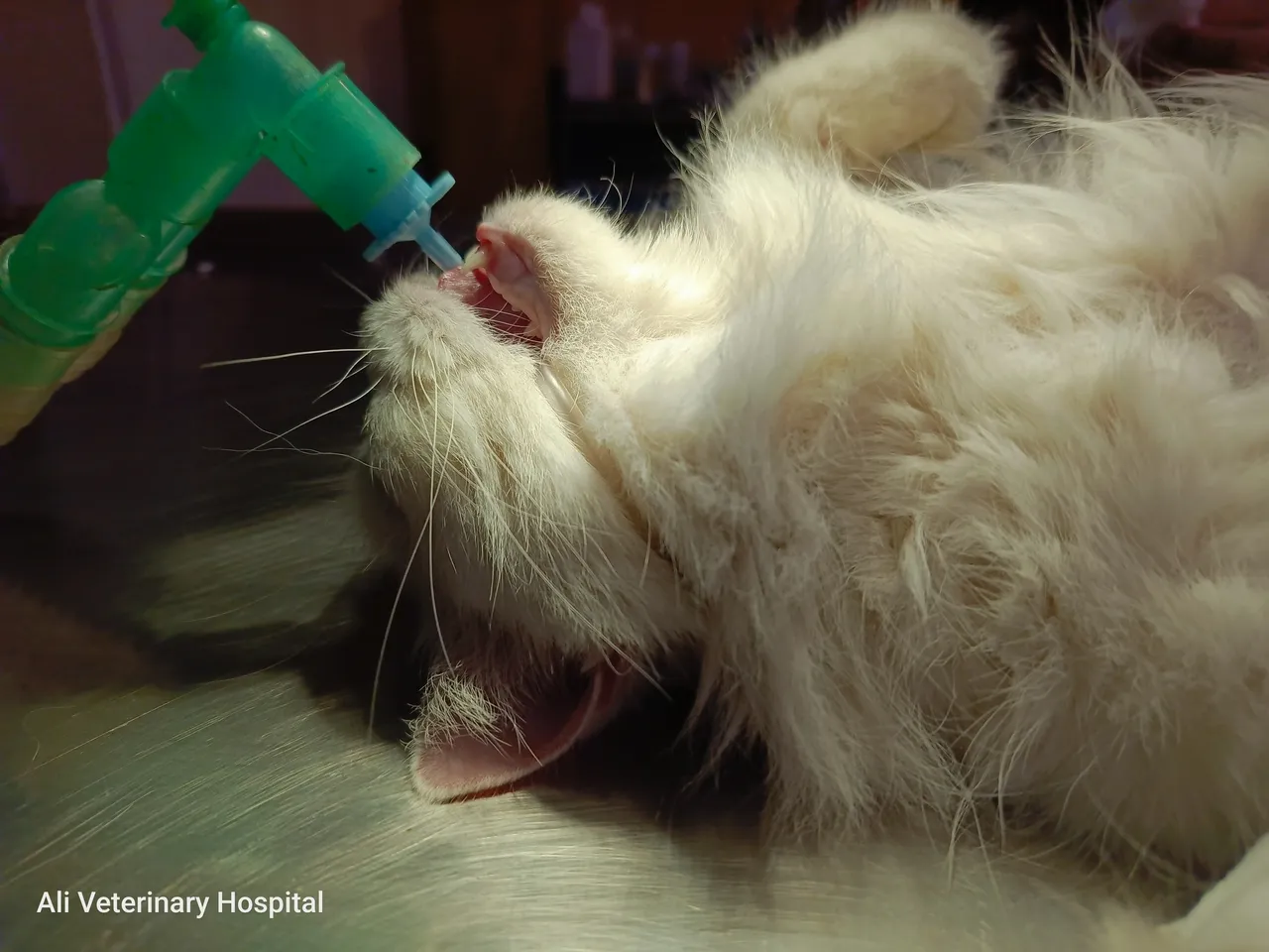 A Persian cat with endotracheal tube for inhalation/gas anesthesia just before her spay/OVH surgery.