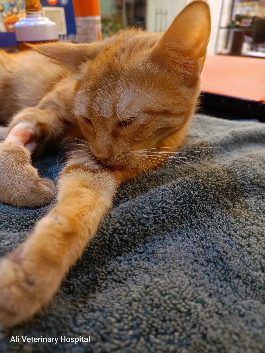 Rescued ginger cat recovering from anesthesia after getting neutered.