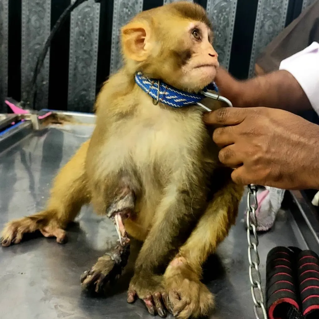 A monkey with gangrenous forelimb / arm after electrocution.