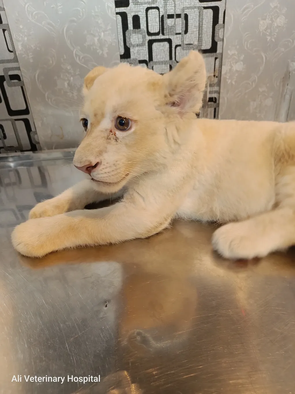 2 months old white lion cub presented for general checkup and vaccination.