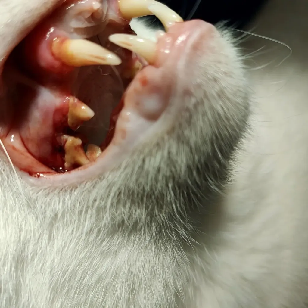 An old cat before dental scaling polishing and extraction. Very clear tooth resorption.