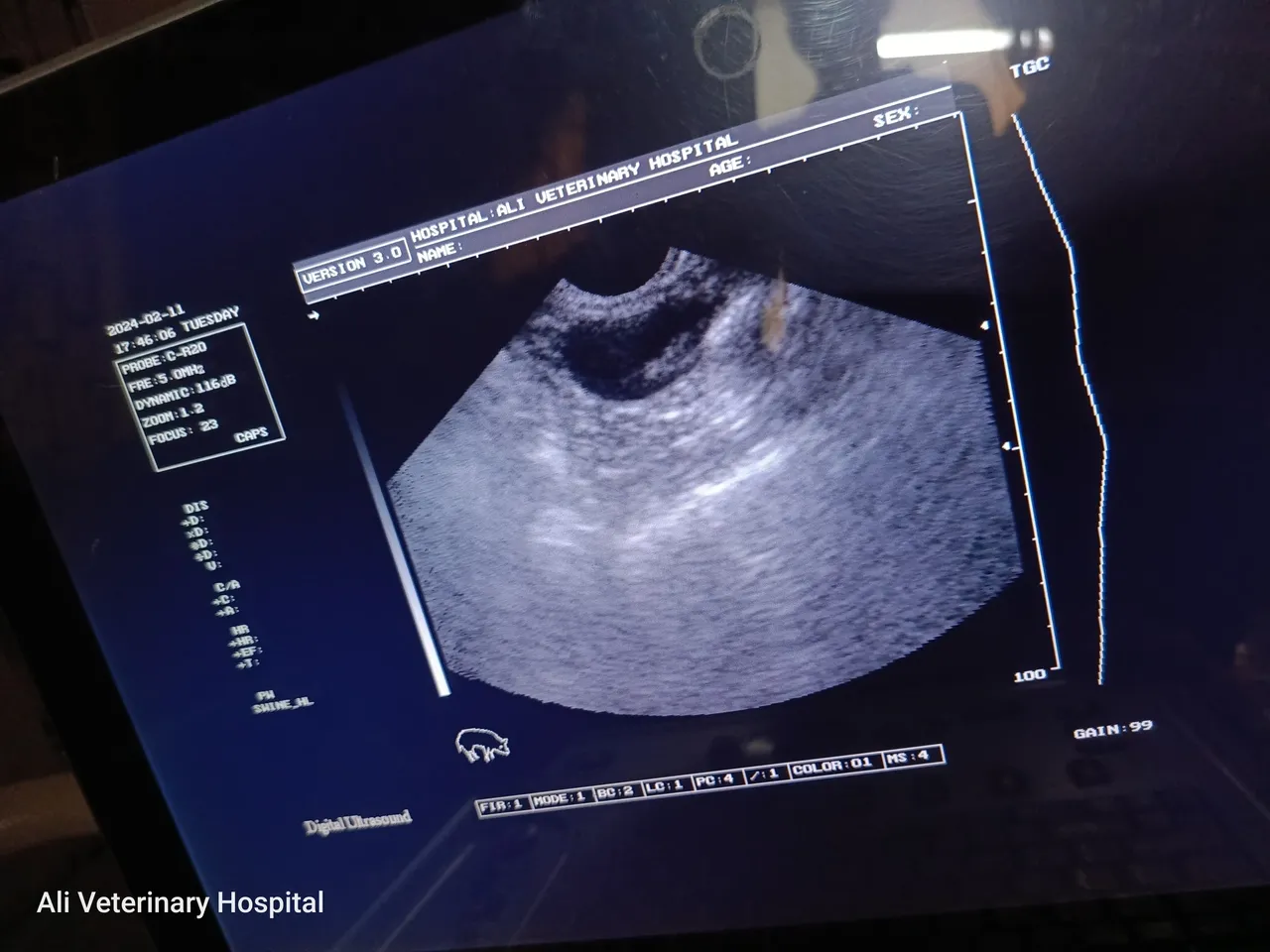 Ultrasound image of a cat with stones in the urinary bladder and history of kidney disease.