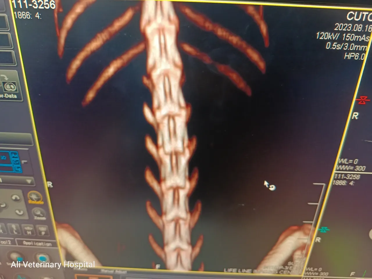 CT scan image of a white lion cub with partial paralysis of hindlimbs