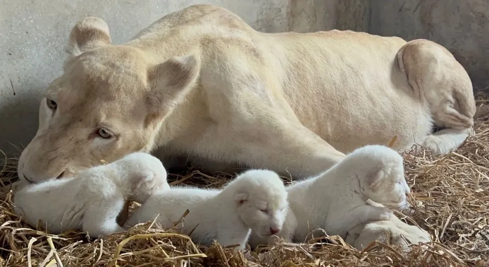 A white lioness grooming her newborn lion cubs.