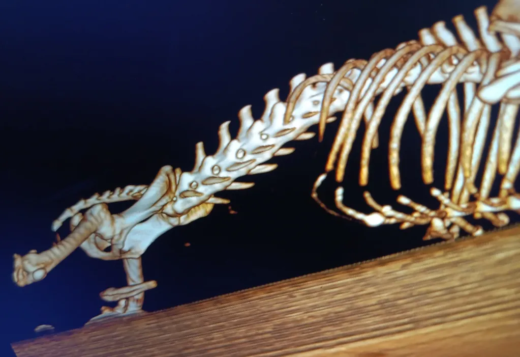 CT scan 3d reconstruction of a pug's vertebral column to identify a hairline fracture.