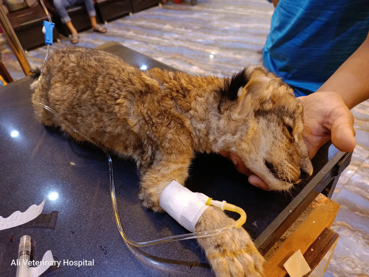 An African brown Lion suffering from feline parvo / panleukopenia virus receiving IV fluids.