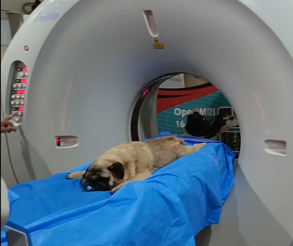 A pug being taken into the CT scan after being crushed under a car.