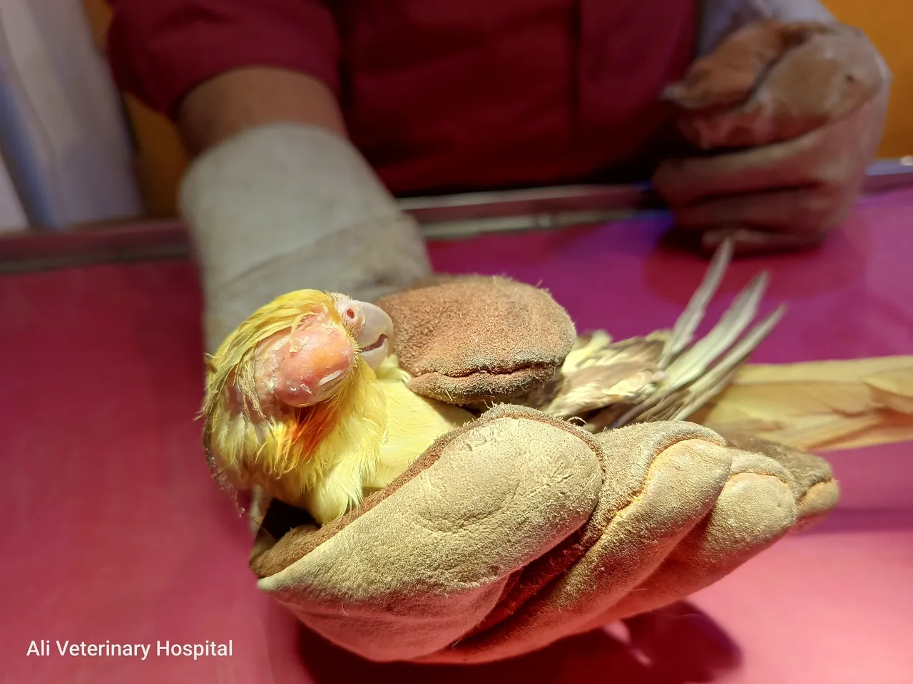 A small cockatiel parrot with swollen eye due to infectious coryza.