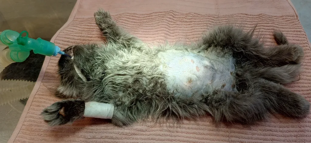 Small Persian kitten with multiple injuries due to cat fight being given manual ventilation n oxygen