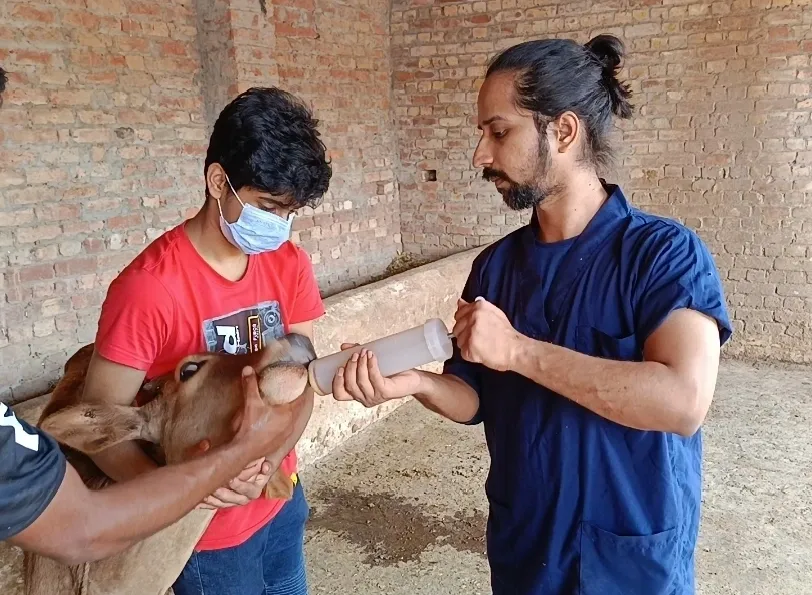 A rescue cat that had chronic, septic wound and needed amputation through electrosurgery.