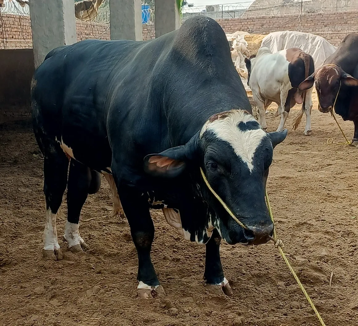 An aggressive cow bull ready to charge at the vet for revenge
