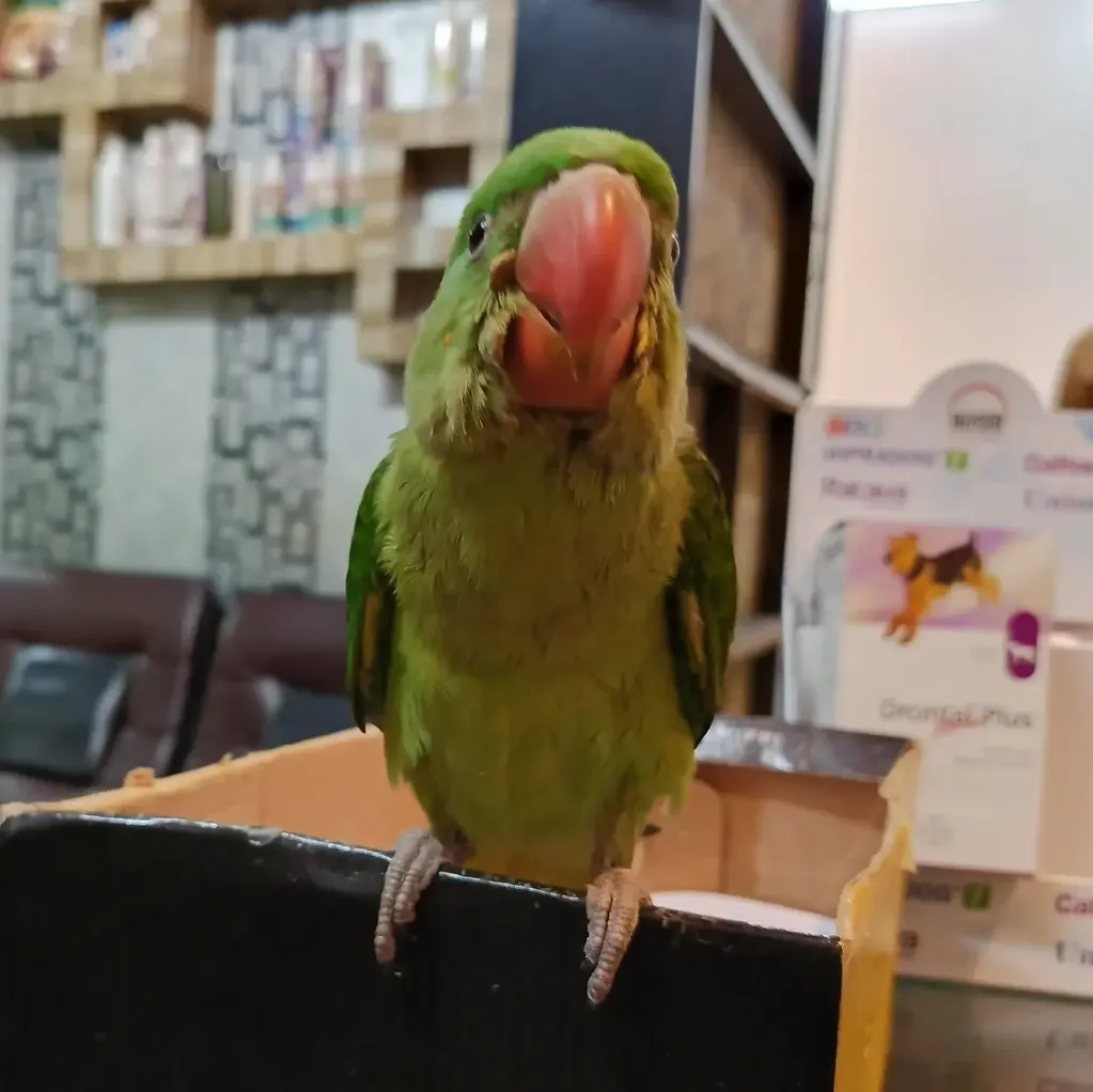 Alexandrian/raw parrot with an attitude and a cold.