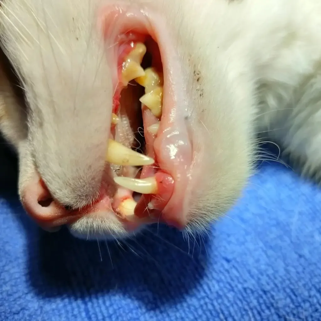 an old cat with bad teeth.
