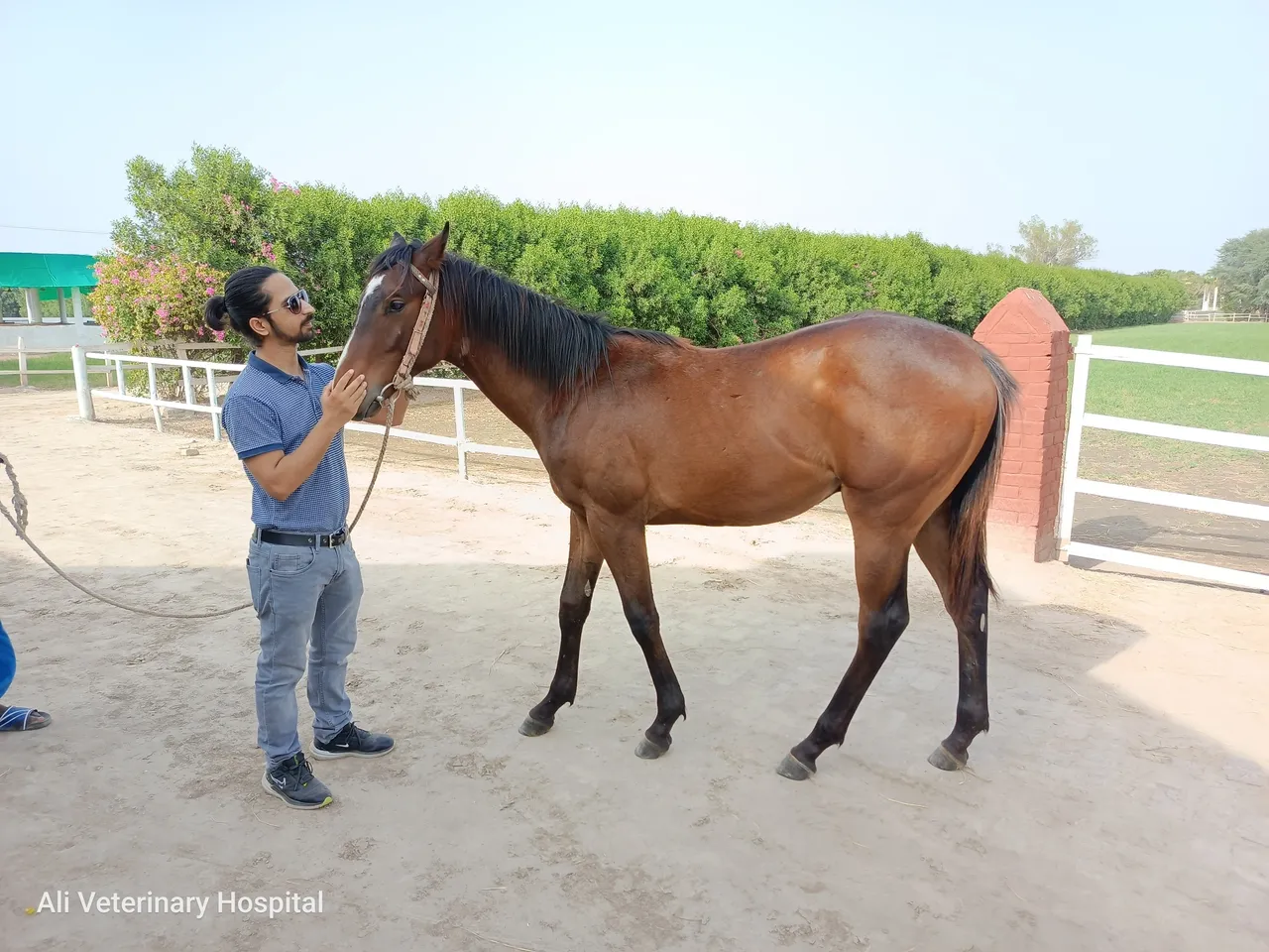 Dr. Ahmad Ali examining a colt from the bloodline of Kentucky derby winner