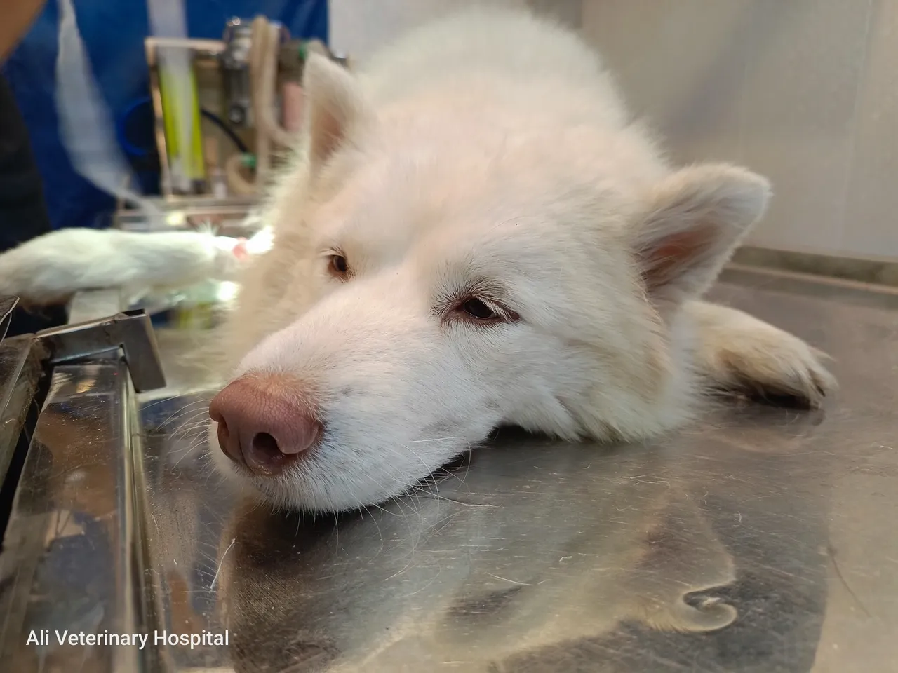 A beautiful Husky female dog recovering from anesthesia after an emergency c-section.
