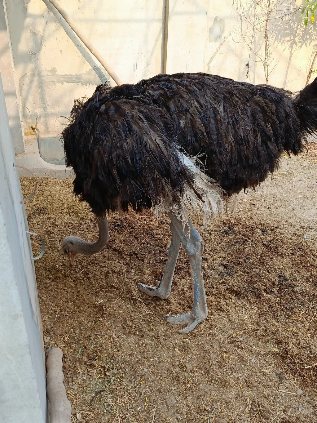 A calf being de-wormed at our free camp for under privileged areas.