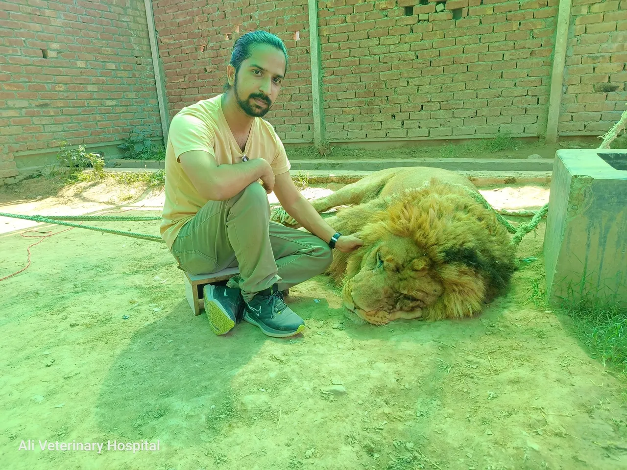 Fully grown African Lion with broken tooth sedated for Dental x ray and procedure.