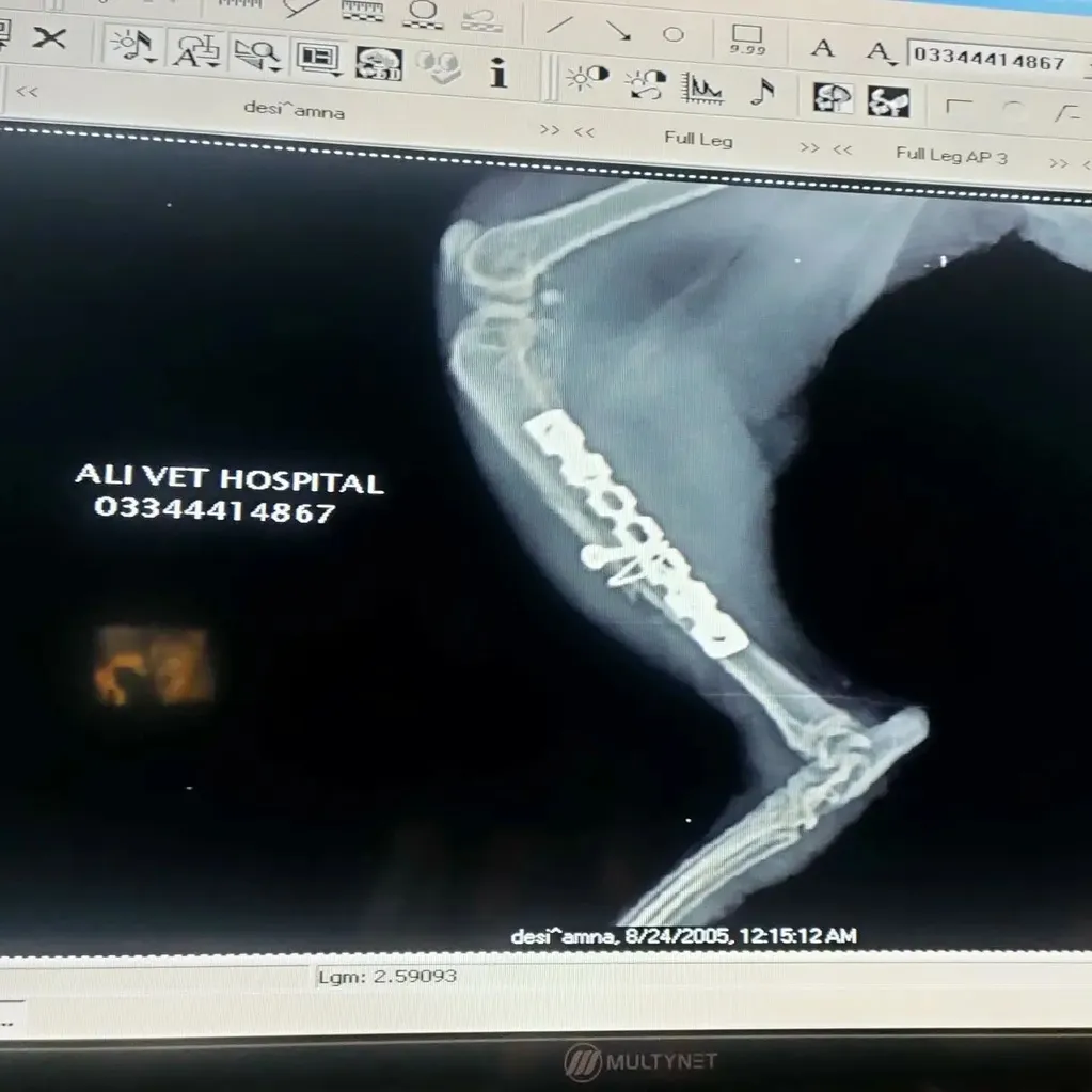 Post op x ray of a cat leg fixed with dynamic compression plates and cerclage wires