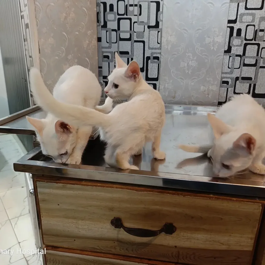 3 sibling kittens ready for their first vaccine shot.