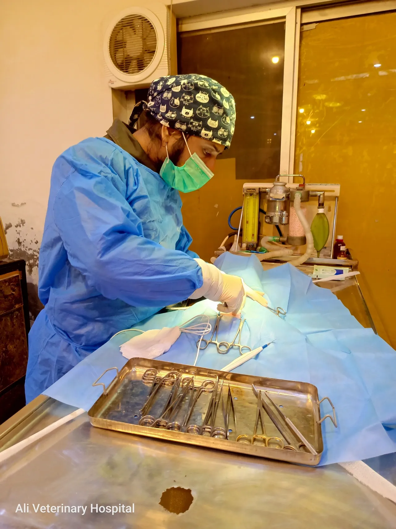 Dr. Ahmad Ali CH. tightening an orthopedic screw in a cat's broken leg during surgery.