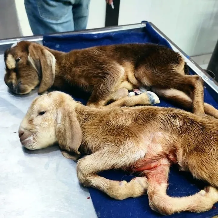 Goat kids resting after being resuscitated post c section.
